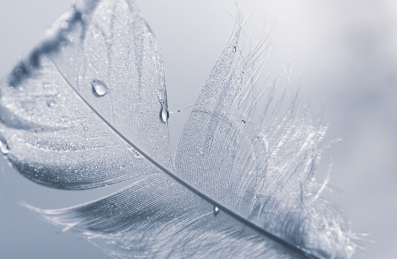 feather-7512484_1280.jpg