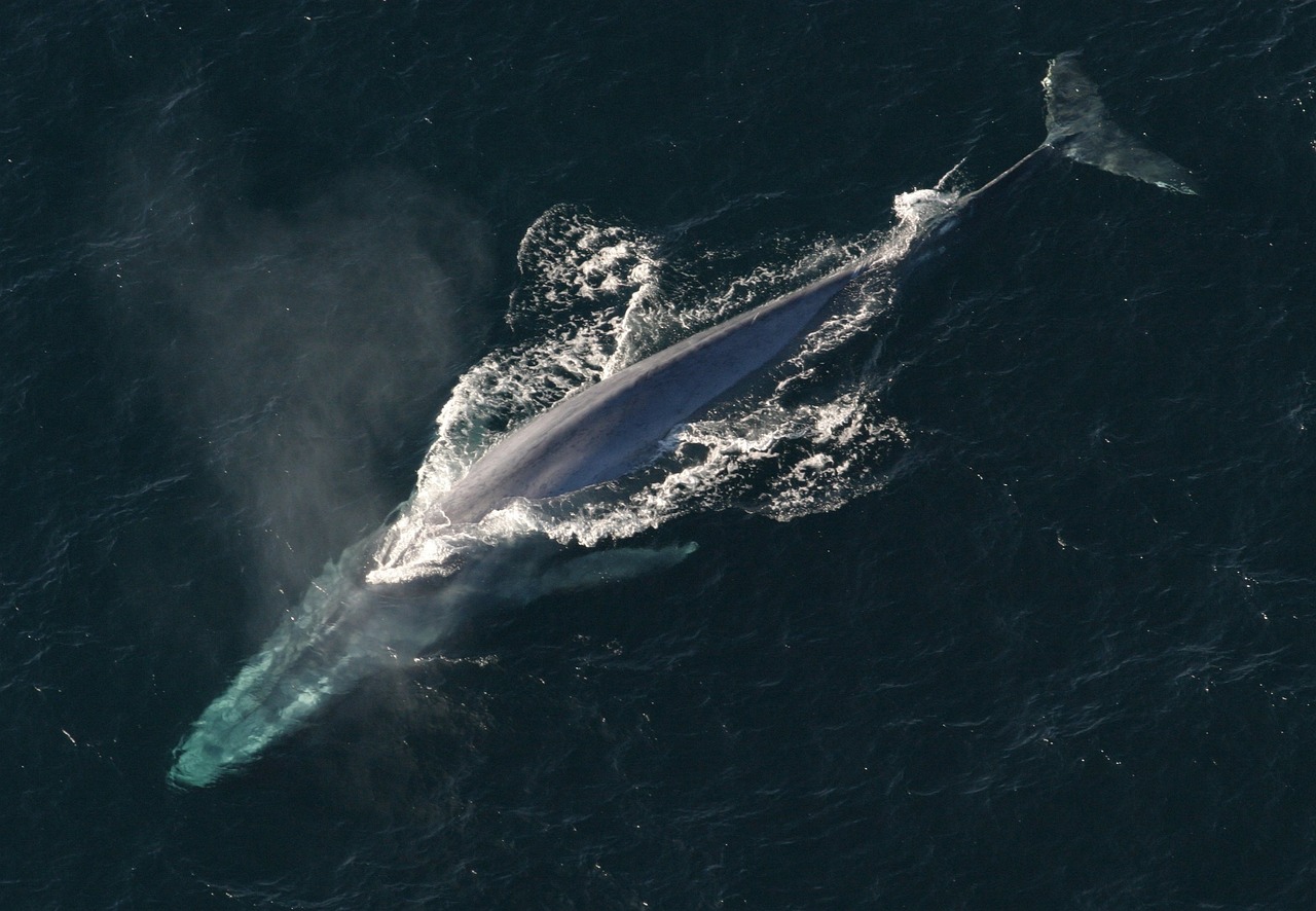 blue-whale-1198719_1280.jpg
