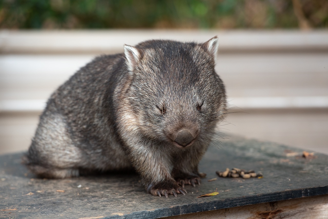 common-wombat-6562590_1280.jpg
