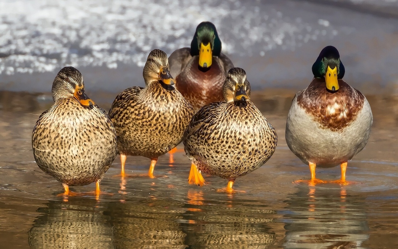 ducks-1463317_1280.jpg