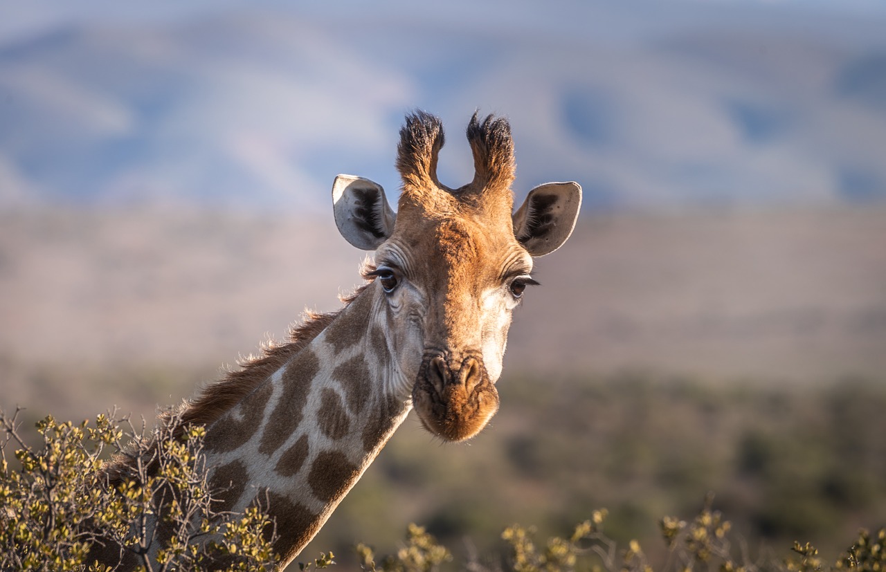 giraffe-4312090_1280.jpg