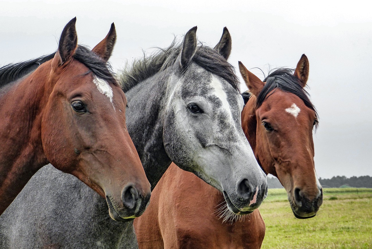 horses-1414889_1280.jpg