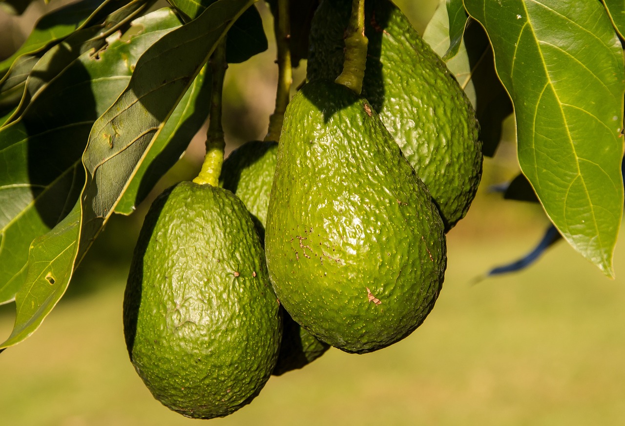 avocados-945418_1280.jpg