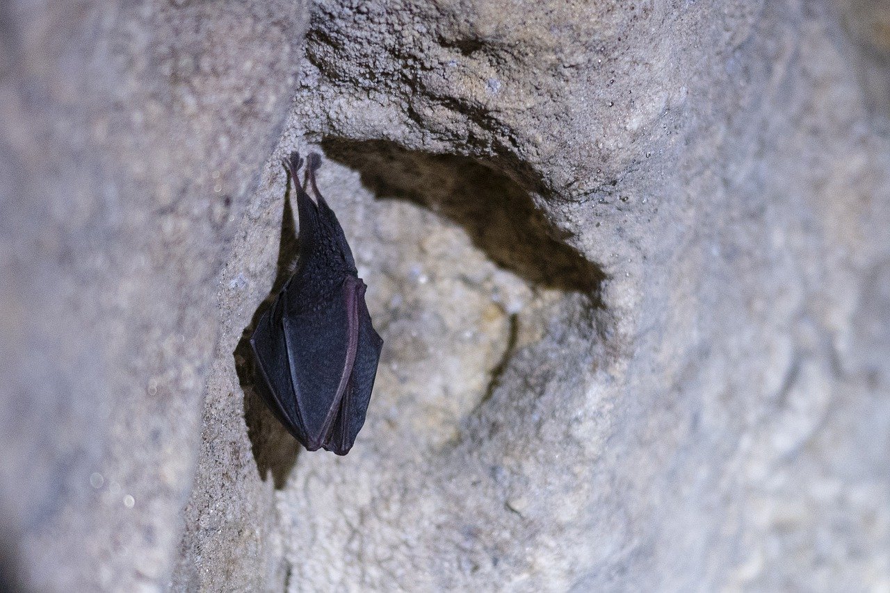 bat-7549292_1280.jpg