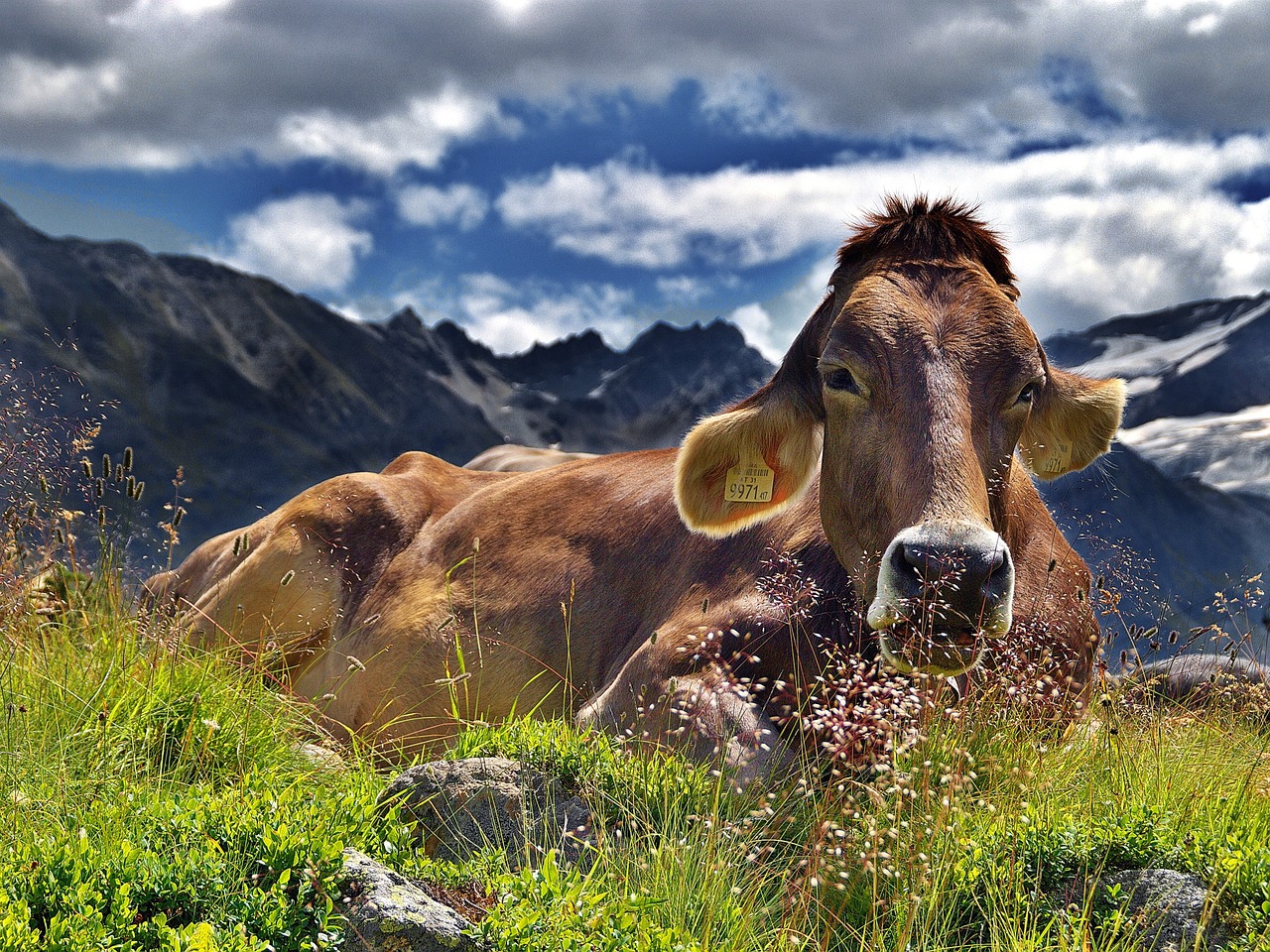 cow-1287866_1280.jpg