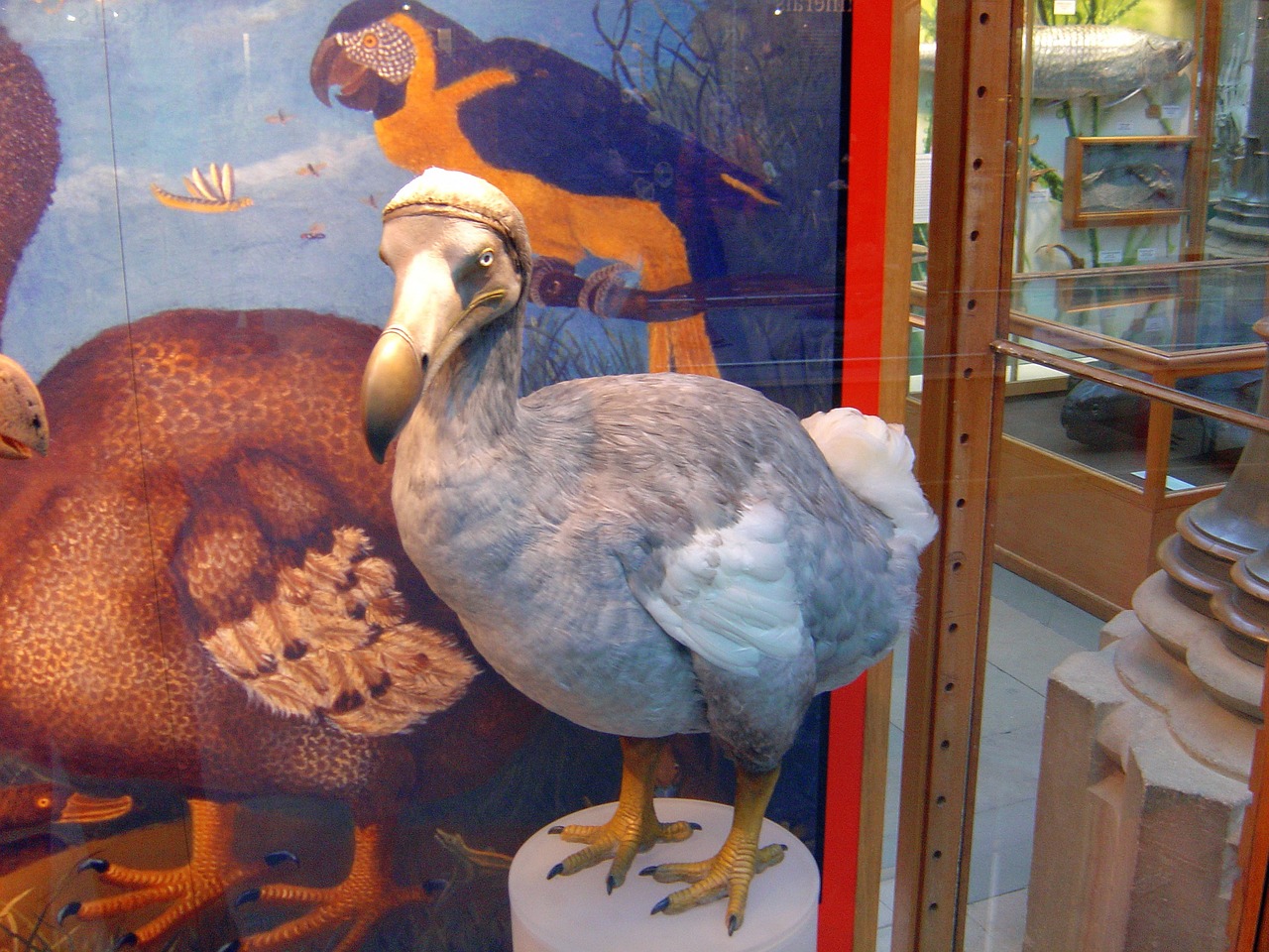 dodo-259248_1280.jpg