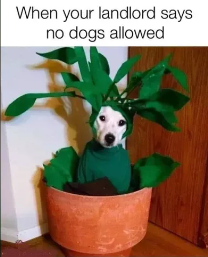 1696626533638.png