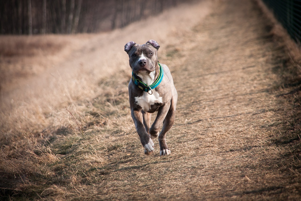 amstaff-3742245_1280.jpg
