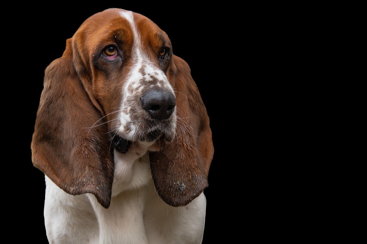 basset-hound-7861037_1280.jpg