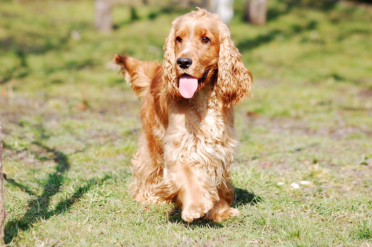 cocker-spaniel-english-2415289_1280.jpg