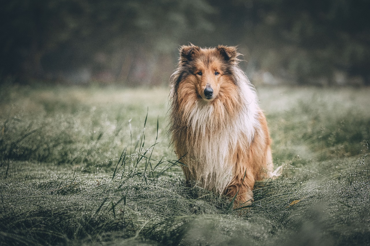 rough-collie-5631188_1280.jpg