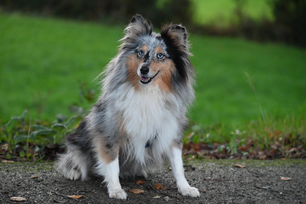 shetland-sheepdog-8342397_1280.jpg