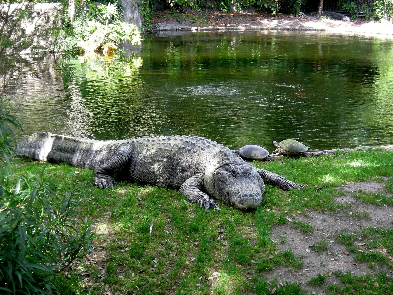 aligator-202383_1280.jpg