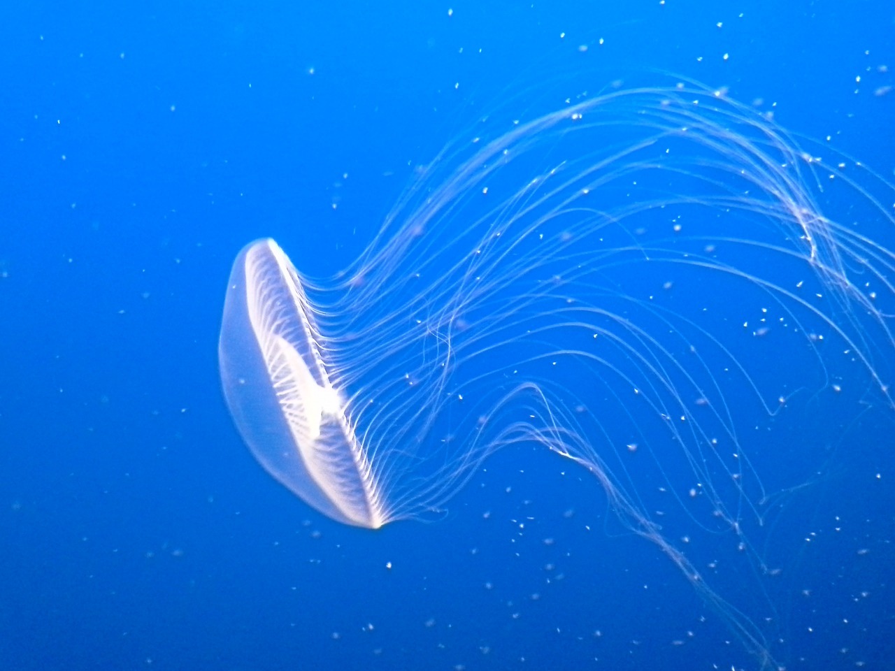 jellyfish-474059_1280.jpg