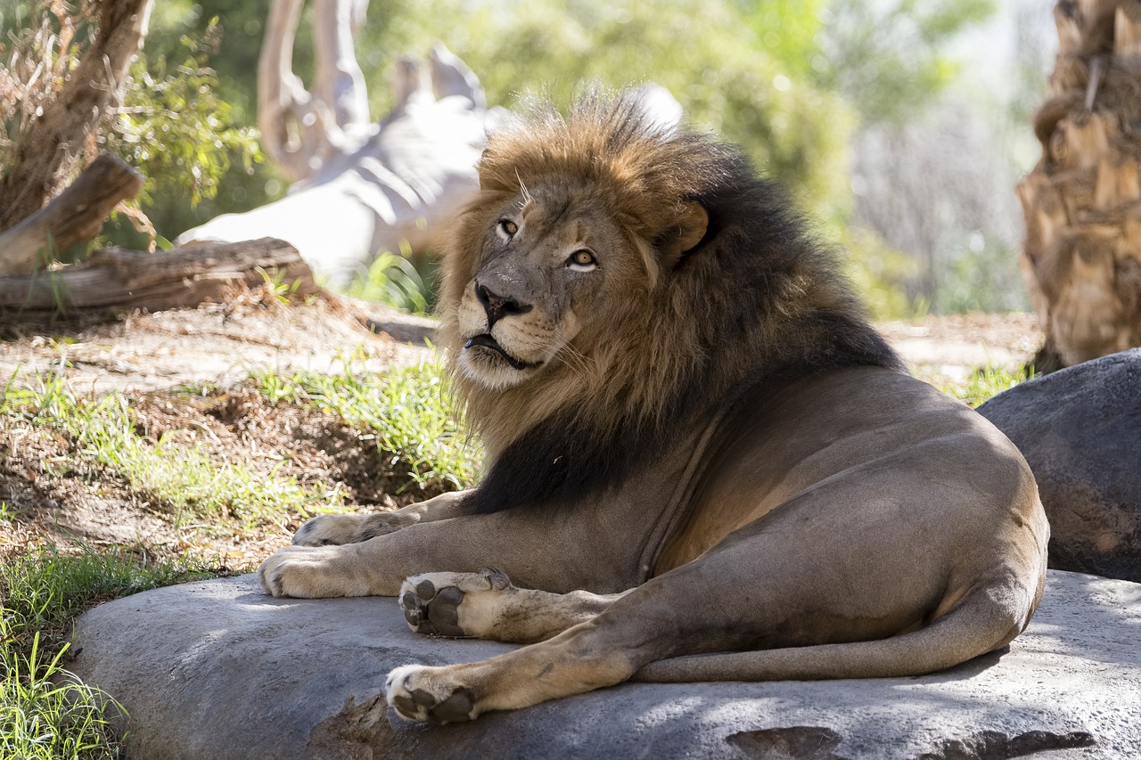 lion-4016294_1280.jpg