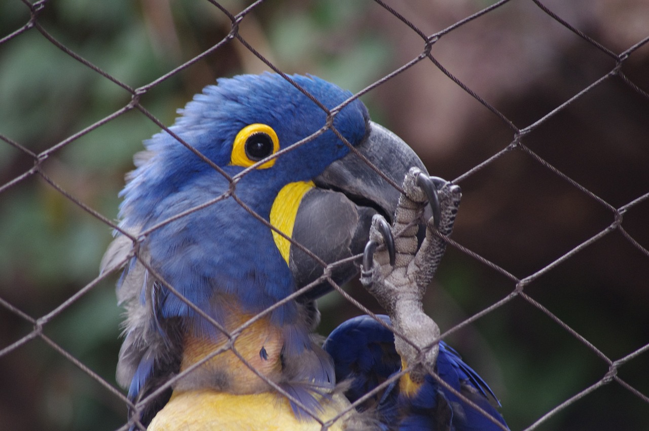 parrot-293548_1280.jpg