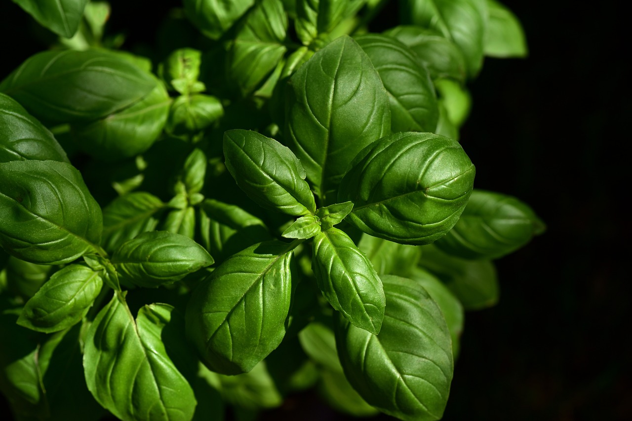 basil-3532424_1280.jpg
