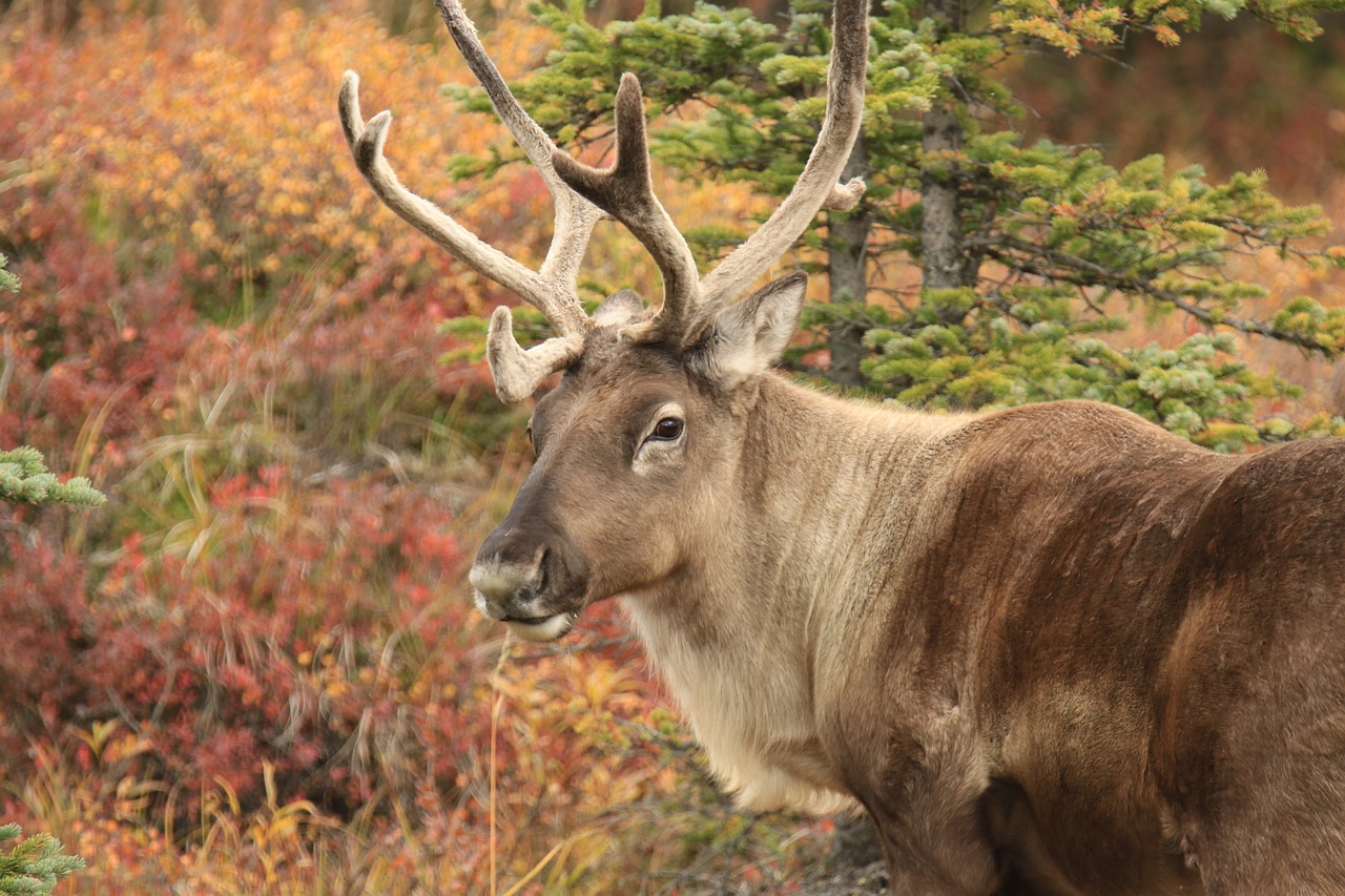 caribou-4533568_1280.jpg