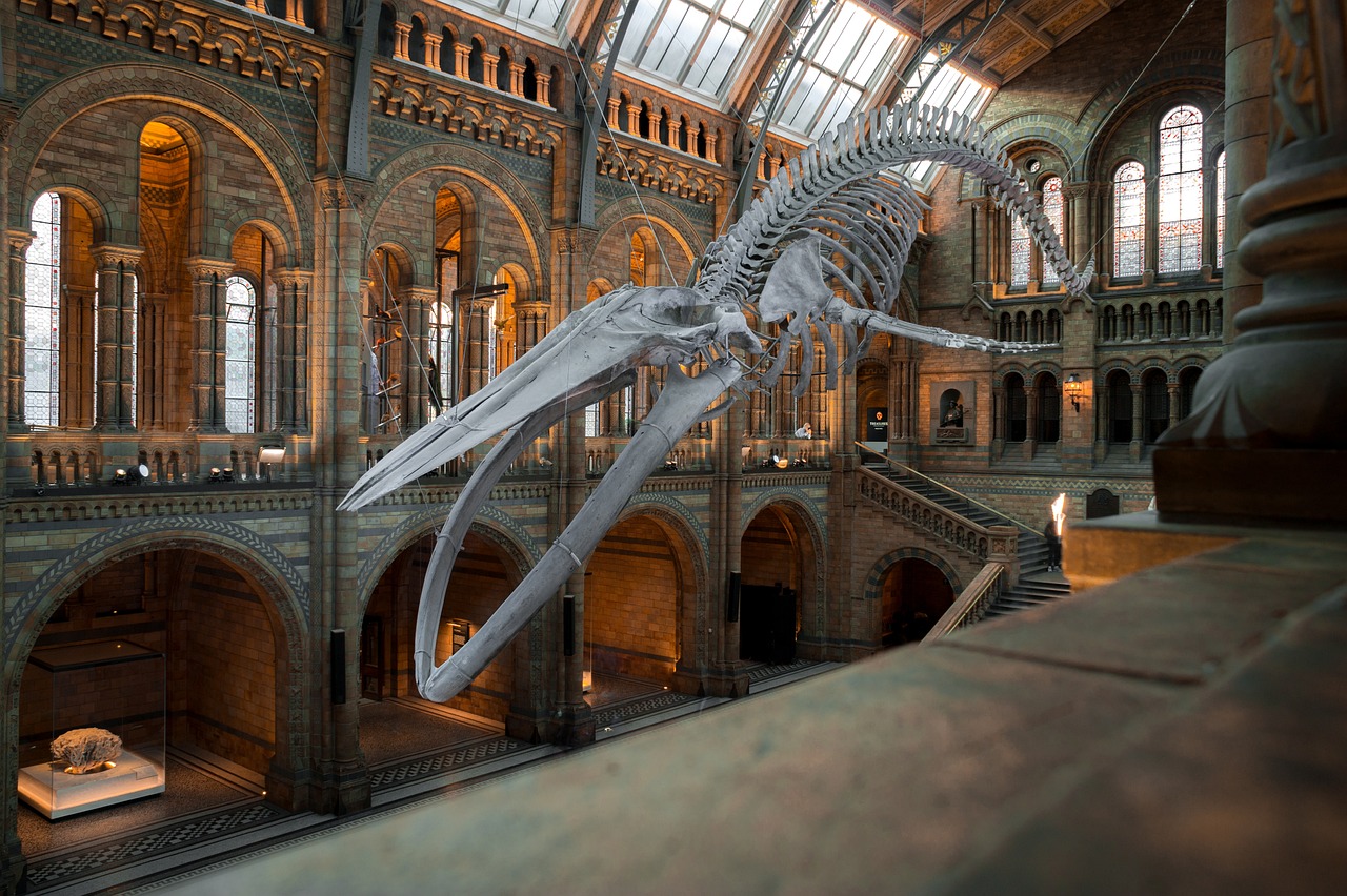 national-history-museum-4314035_1280.jpg