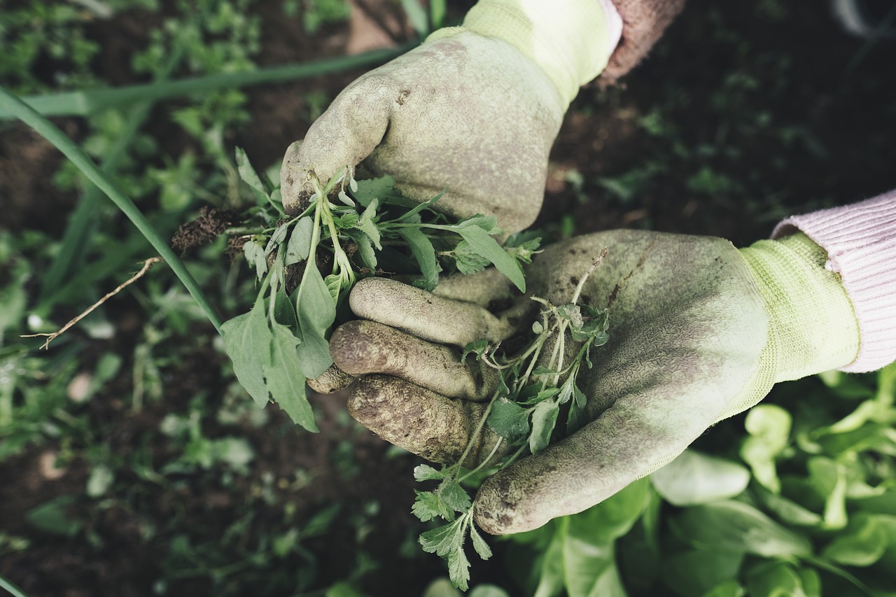 gardening-2518377_1280-1.jpg