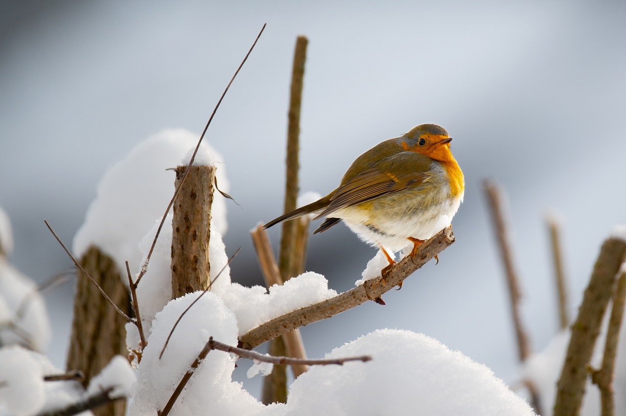 robin-8446944_1280.jpg