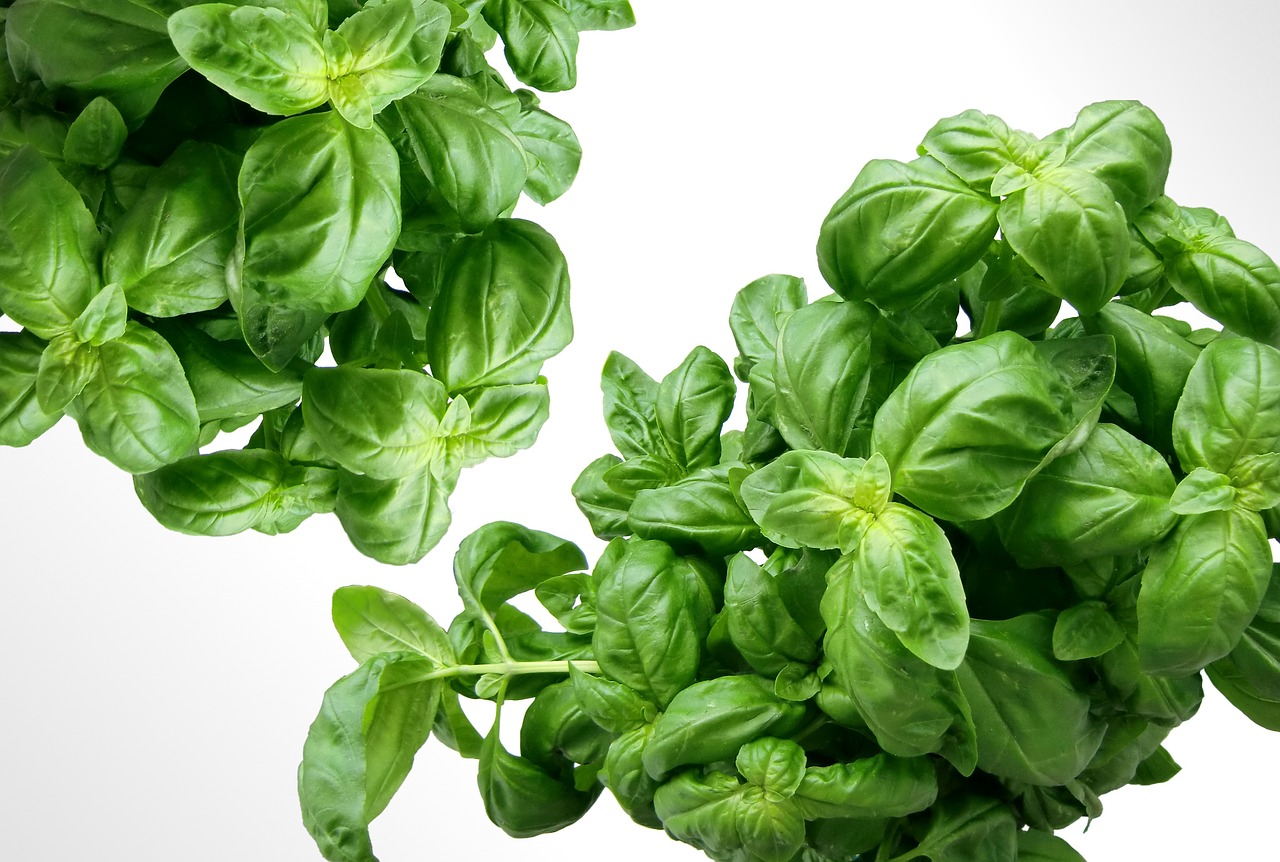 basil-583816_1280.jpg