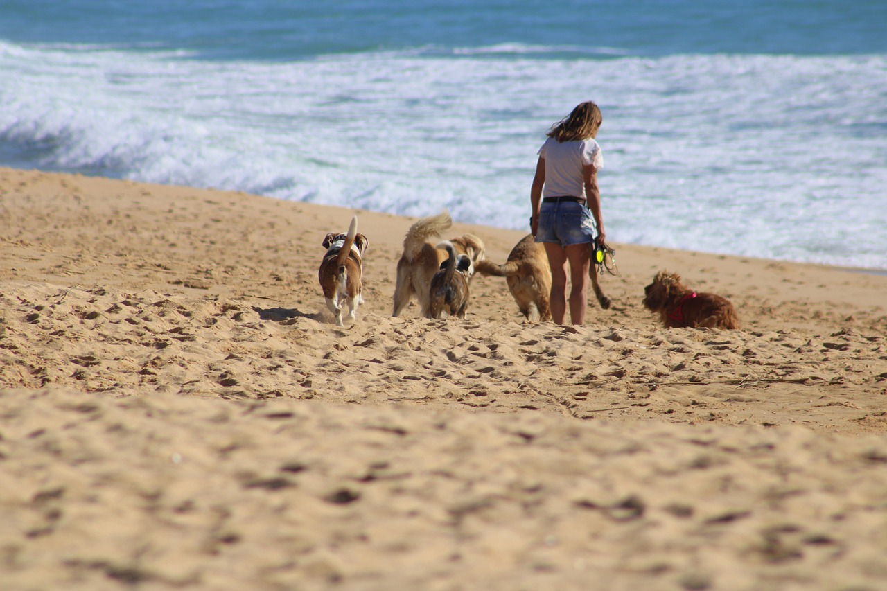 dogs-5282275_1280.jpg