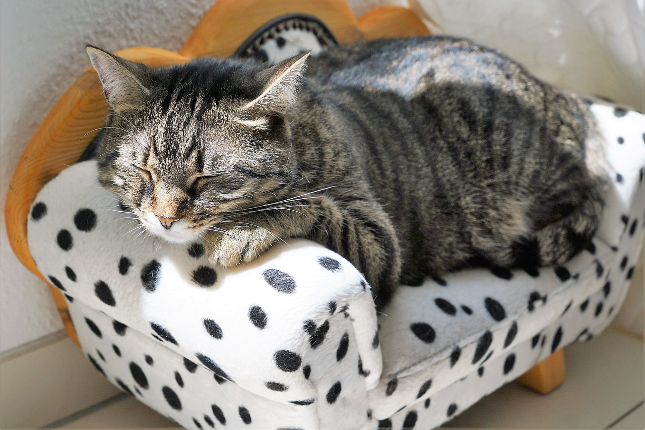 cat-2439113_1280.jpg