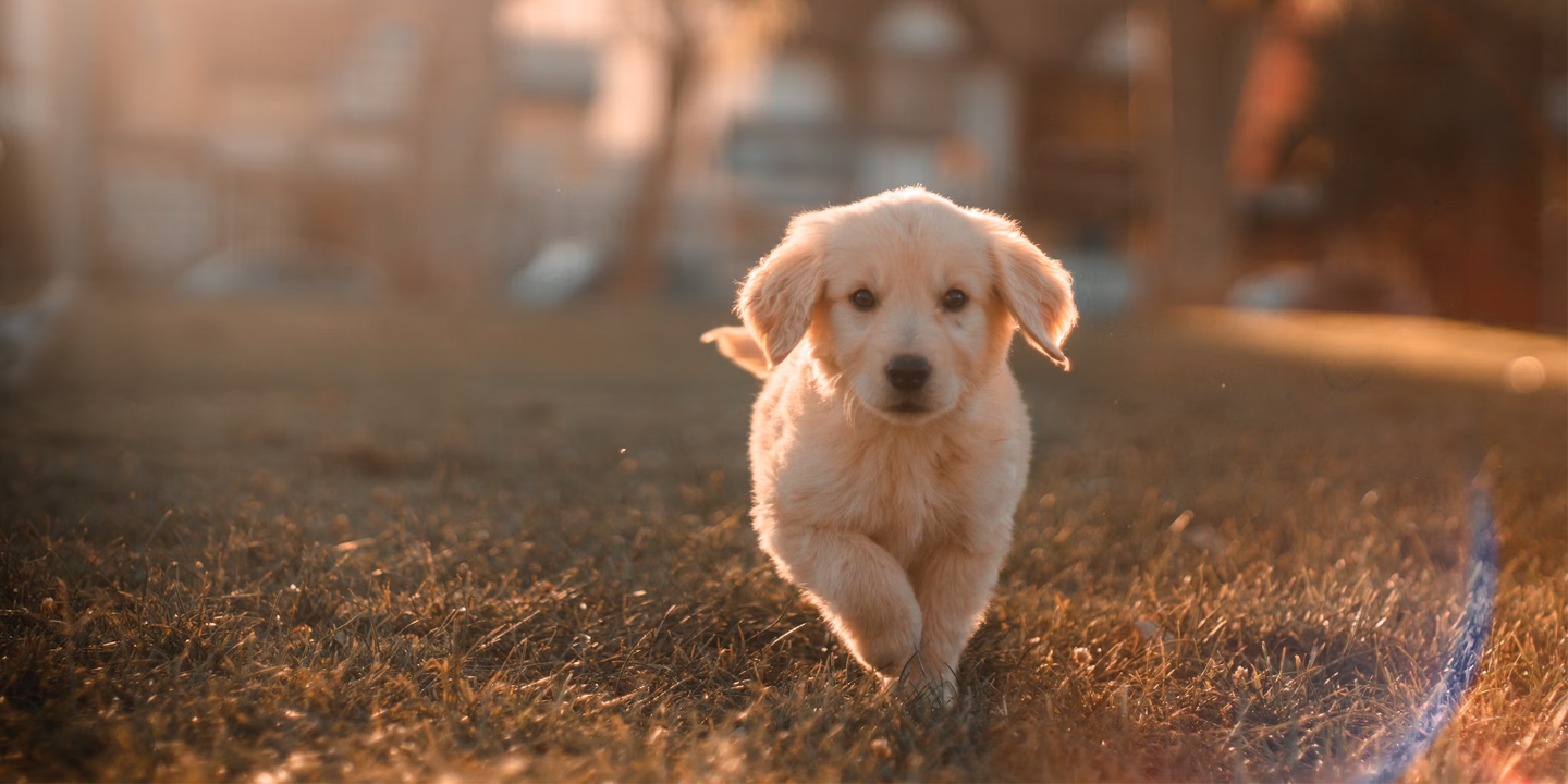 Dogmemes