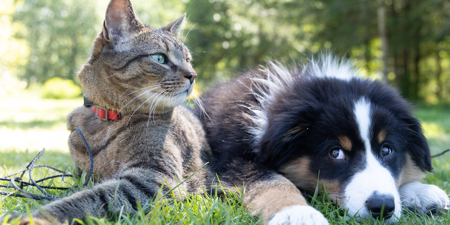 Dogscats