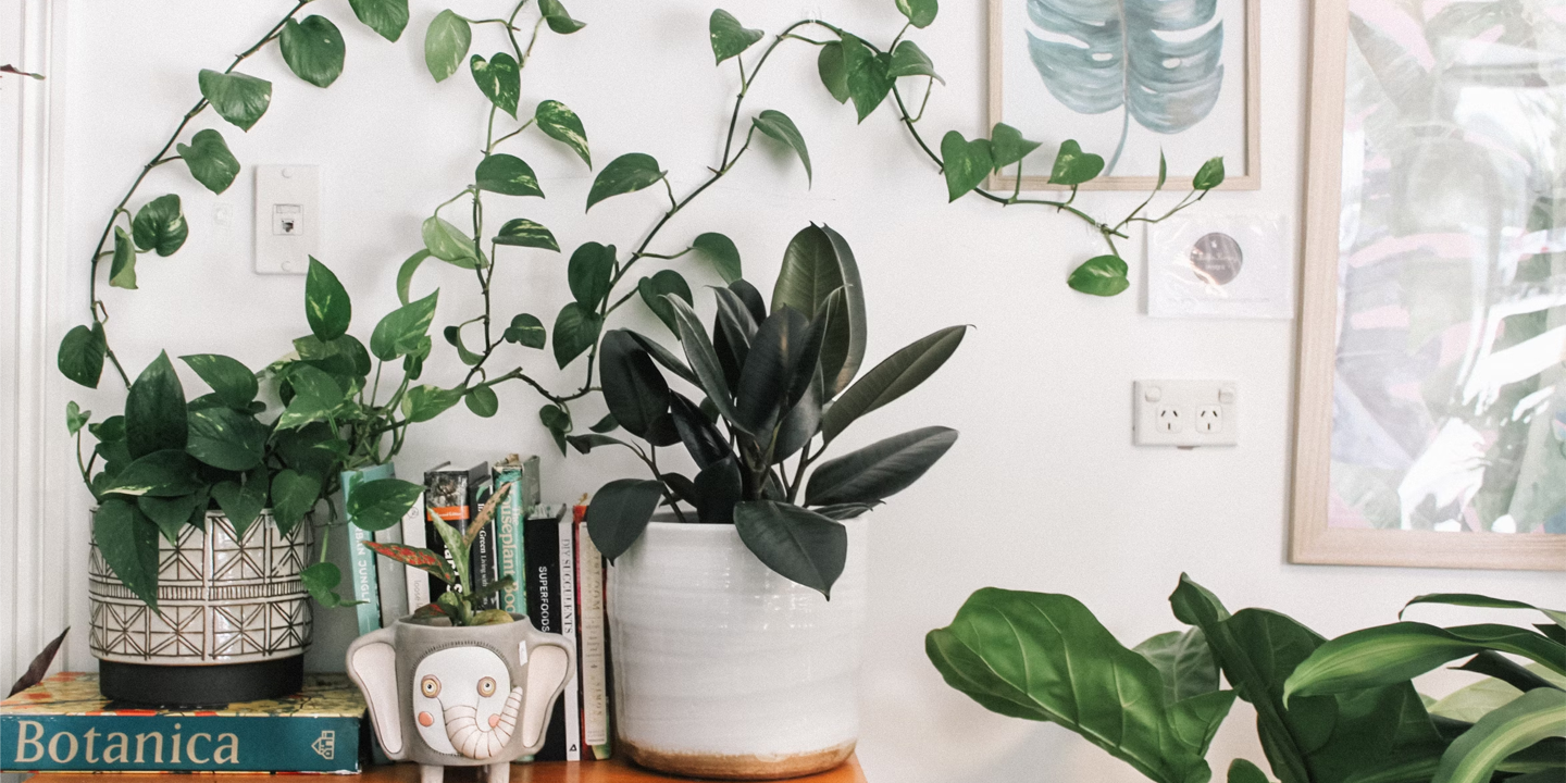 Houseplants